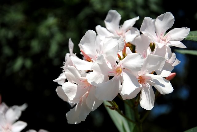 Oleander