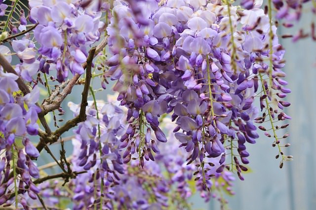 Wisteria