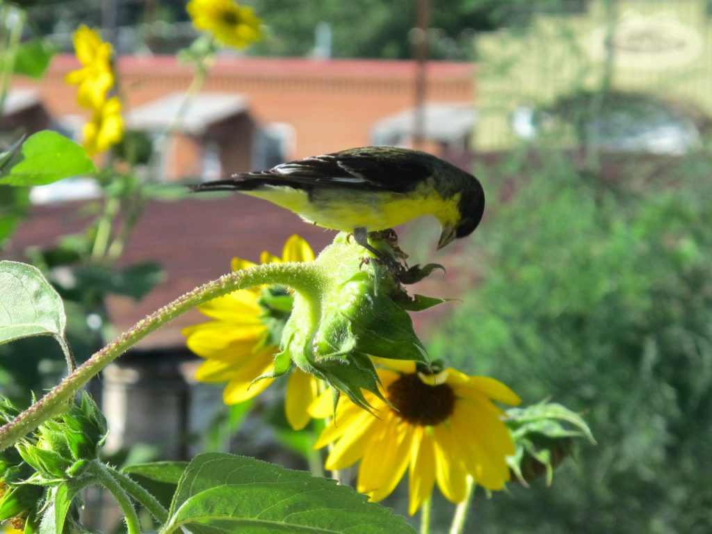 best plants to attract wild birds-sunflower