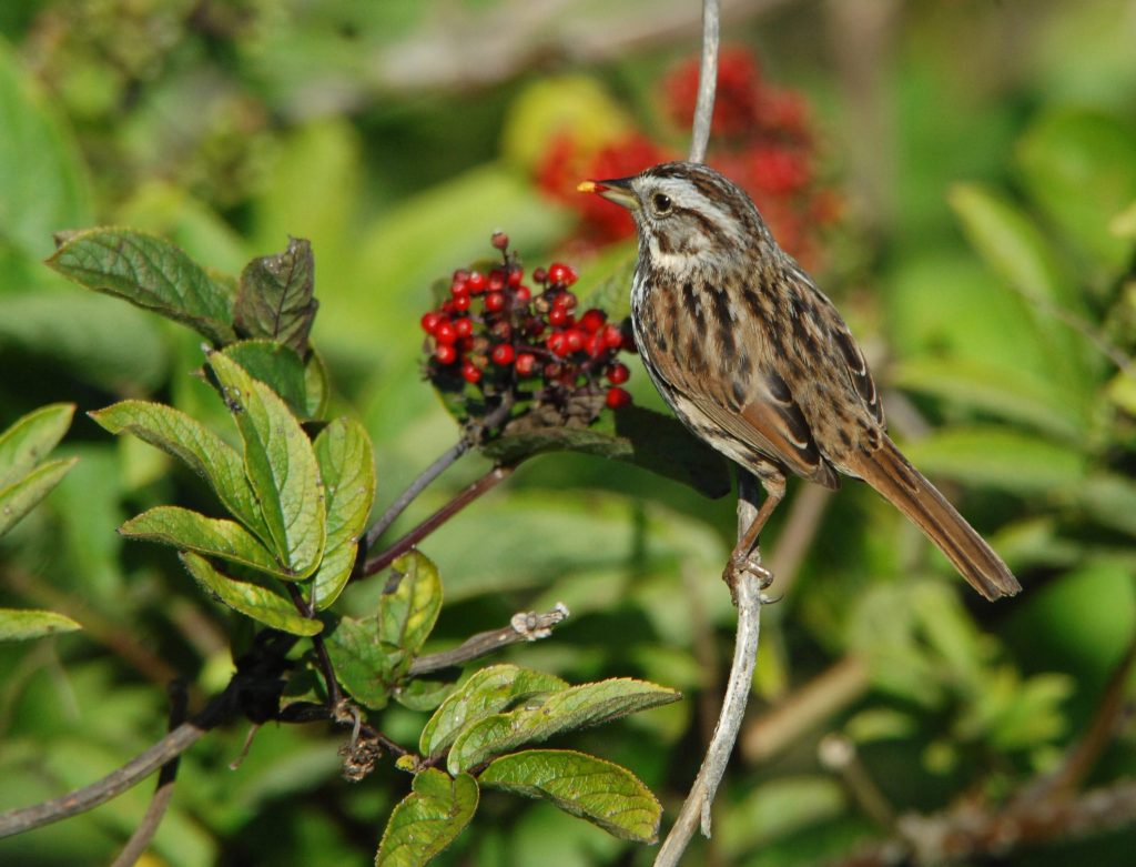 bird eating elderberry
