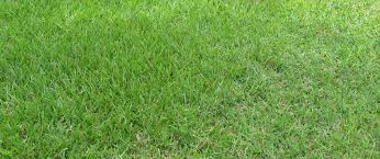 drought-resistant grass-Bahiagrass.jpg