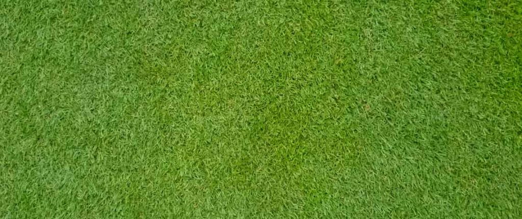 drought-resistant grass Bermudagrass