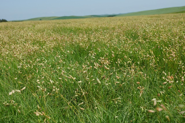 drought resistant grass Buffalograss
