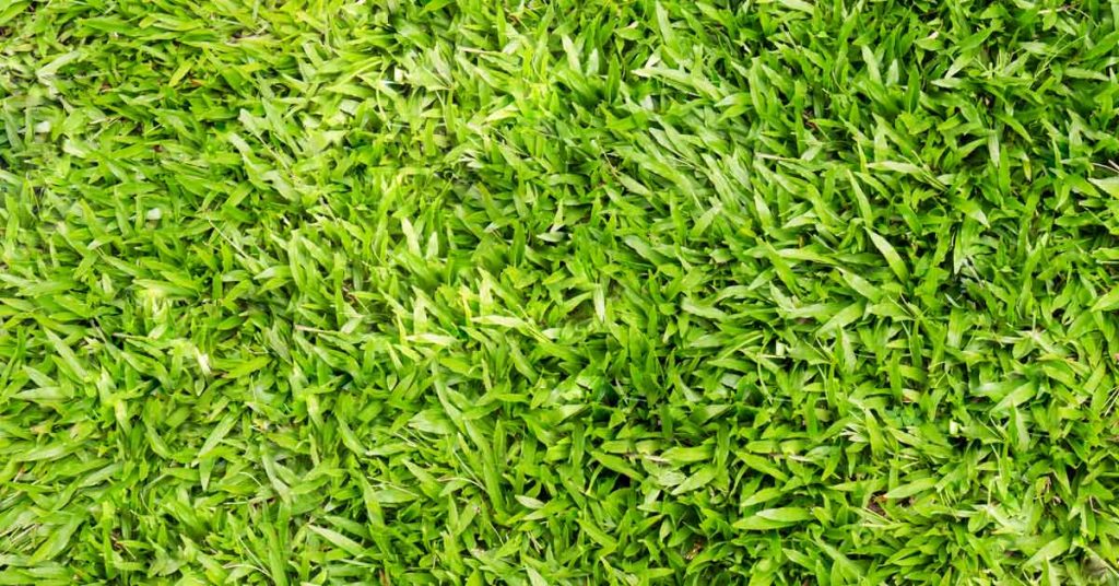 drought-resistant grass-Centipede grass