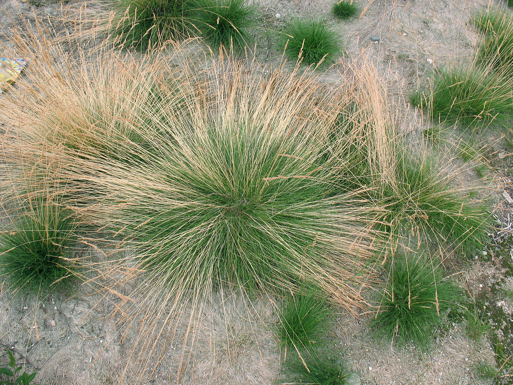 drought resistant grass-Sheep Fescue
