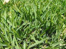 drought-resistant grass St. Augustine grass