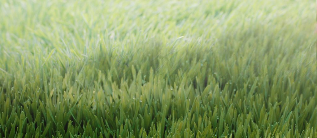 drought resistant grass Wheatgrass