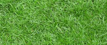 drought resistant grass- Zoysia grass