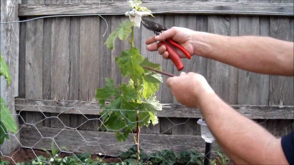 grape vine first year pruning