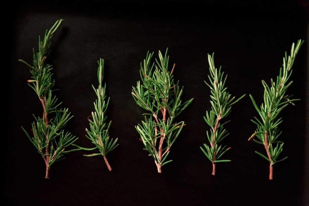 growing rosemary indoors from cuttings