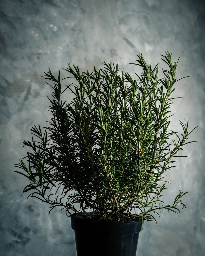 growing rosemary indoors in containers