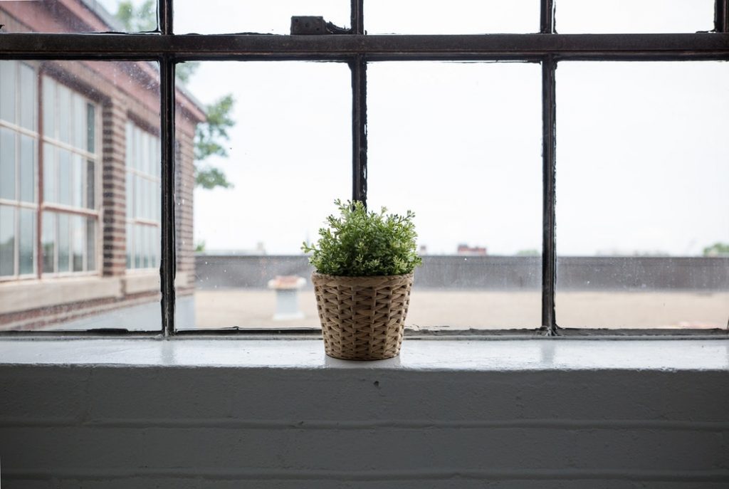 growing rosemary indoors on a windowsill