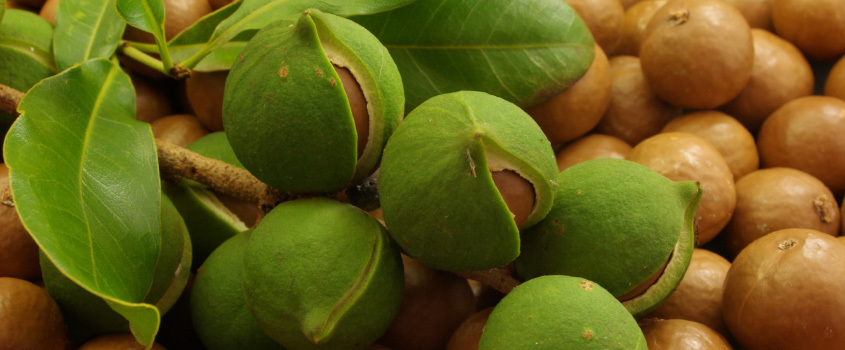 harvesting macadamia nuts