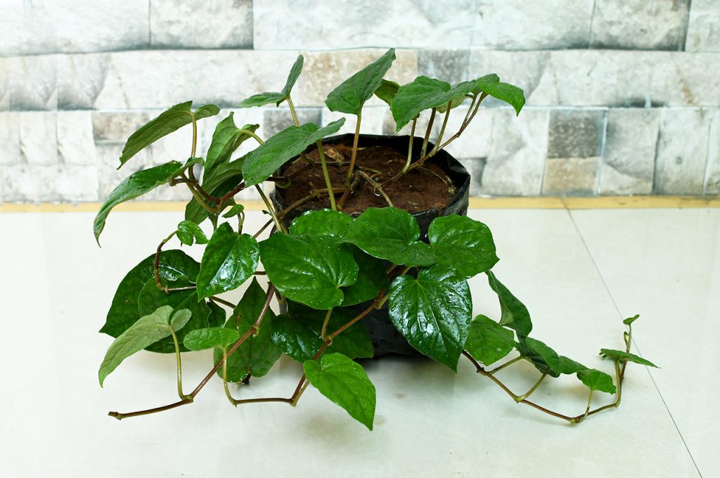 how to grow betel leaf plant