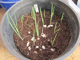 how to grow onion indoors from bulbs