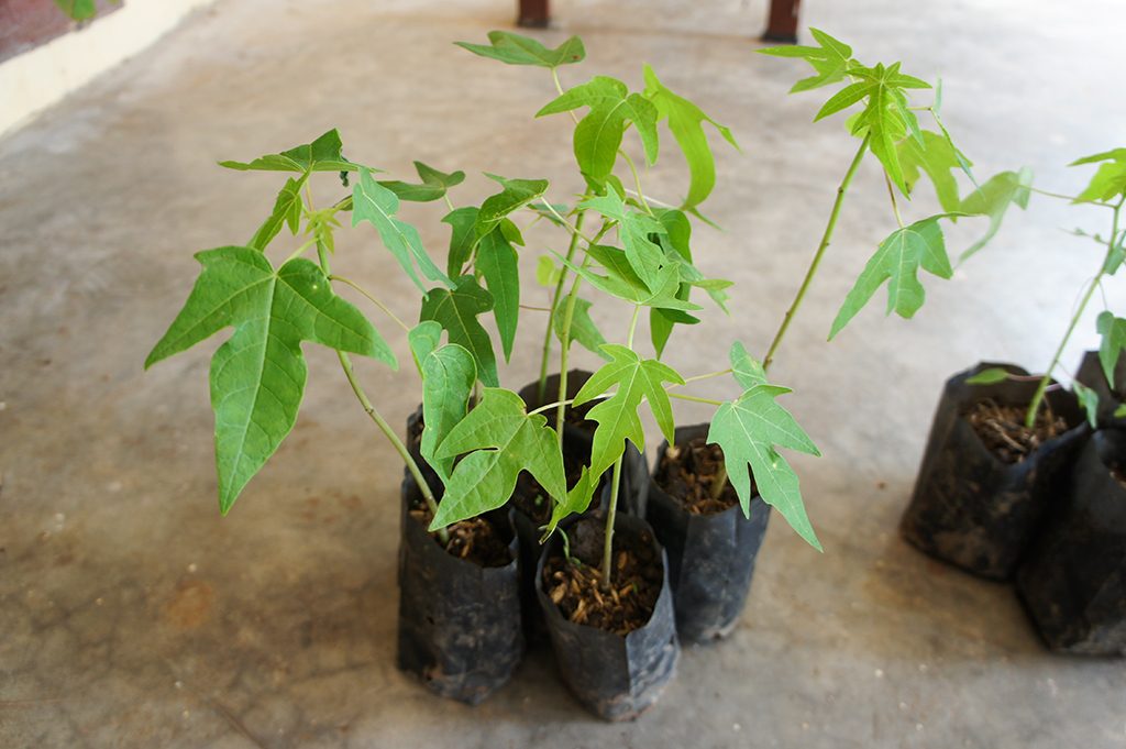 how to grow papaya from seedlings