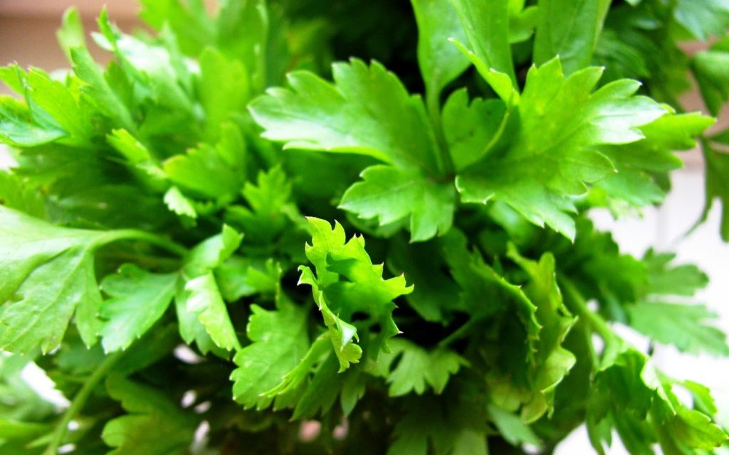 how to grow parsley