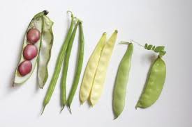 how to grow pinto beans from seed 1