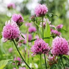 how to grow red clover