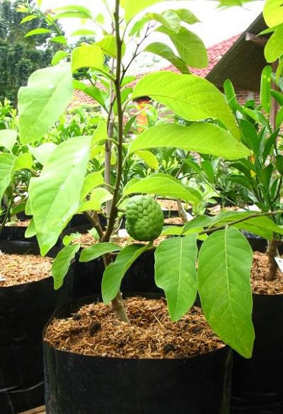 how to grow sugar apple from seelding