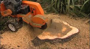 how to kill a tree stump through chopping
