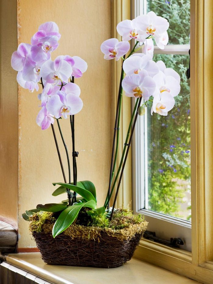 orchid-flowering-houseplant