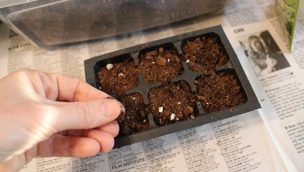 planting basil seeds indoors