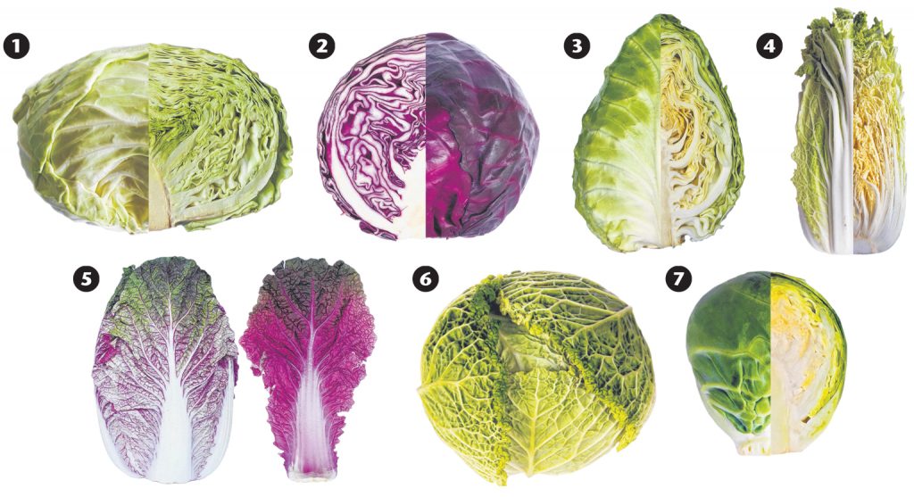 different varieties of cabbage