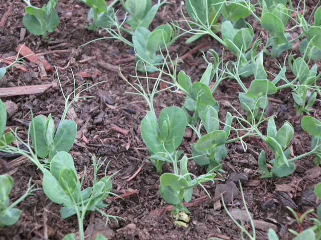 How to grow snow peas successfully