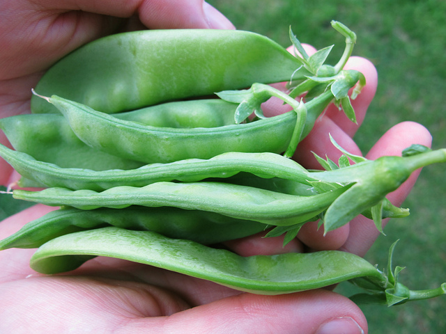 How to grow snow peas successfully