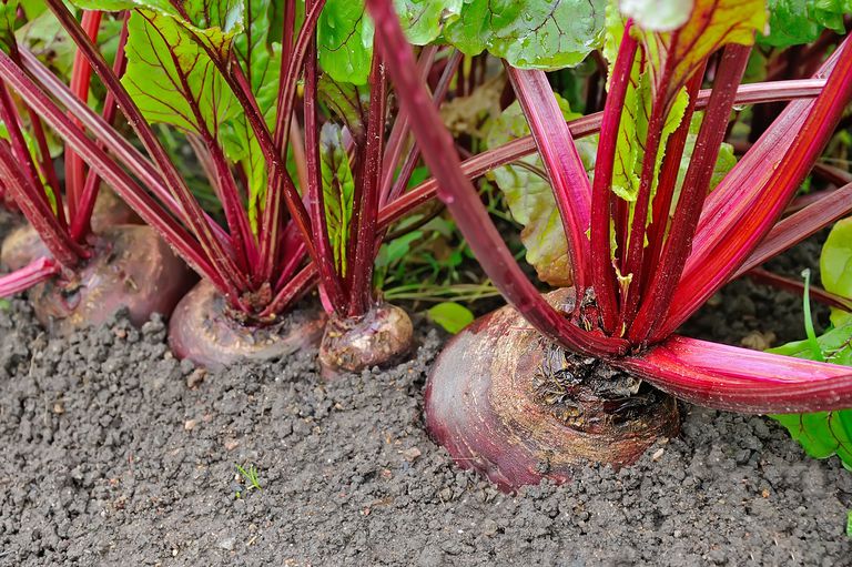 The most effective tips for growing Beetroot