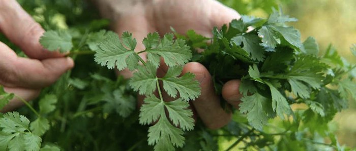 The best guide to grow coriander