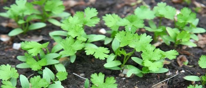 The best guide to grow coriander