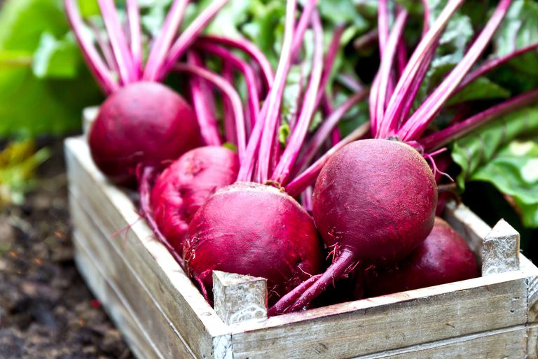 The most effective tips for growing Beetroot