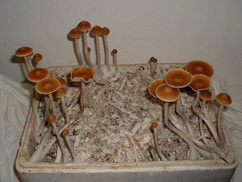 How to grow mushrooms indoors