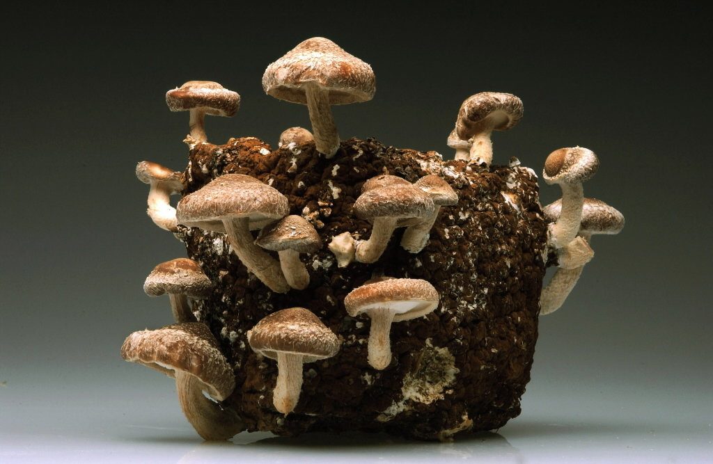 How to grow mushrooms indoors