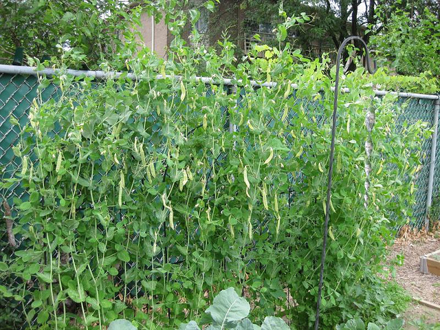 How to grow snow peas successfully