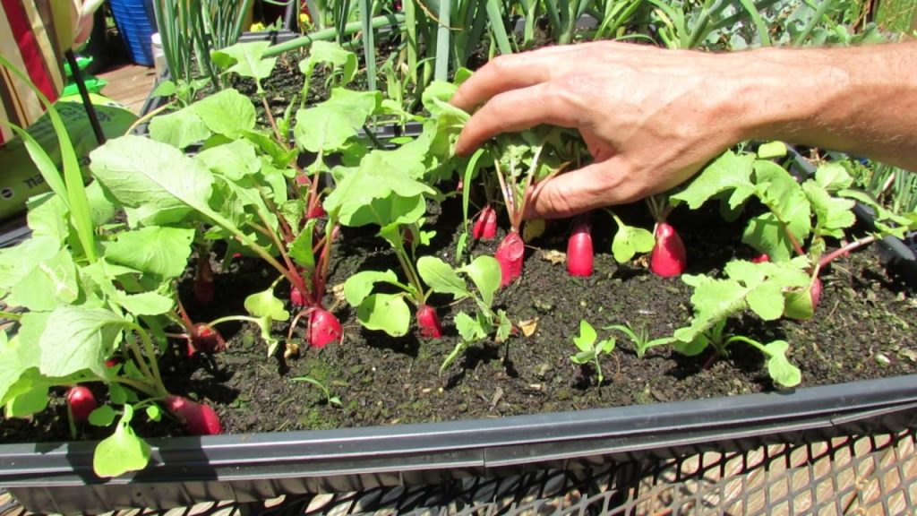 How to grow radishes in 6 steps