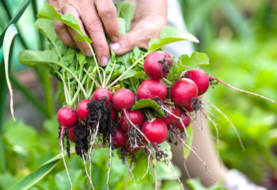 How to grow radishes in 6 steps