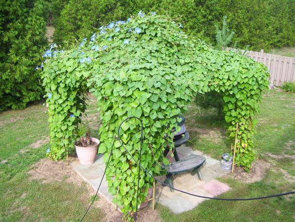 Top 19 Plants for Pergolas: The best climbing Pergola Plants