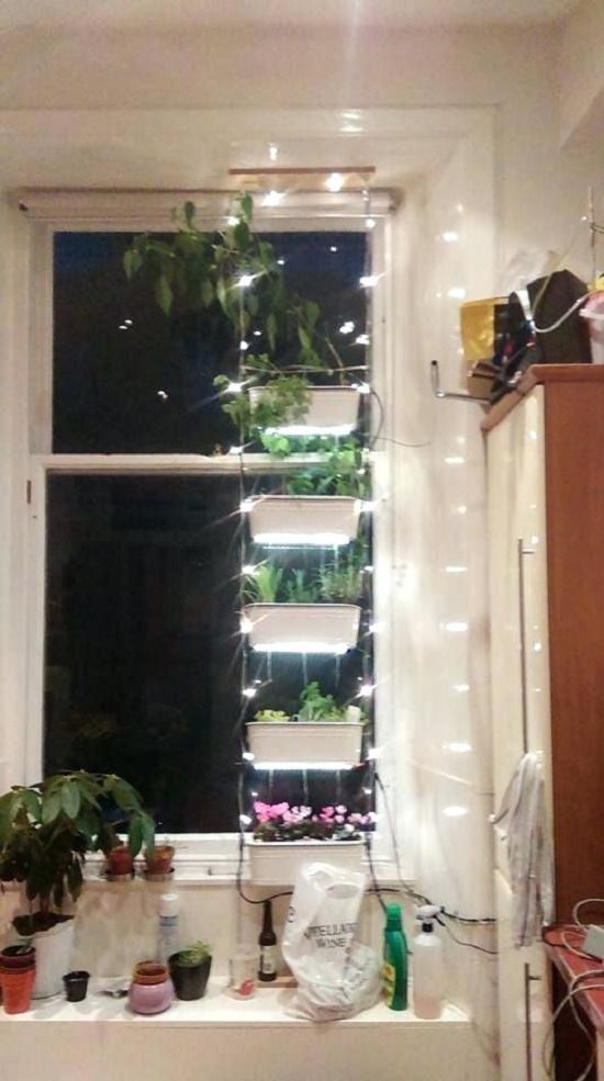 DIY Indoor Window Gardens 11