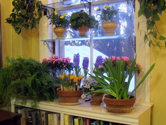DIY Indoor Window Gardens 14