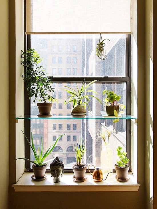 DIY Indoor Window Gardens 8