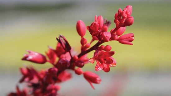 Flowering Succulents 10