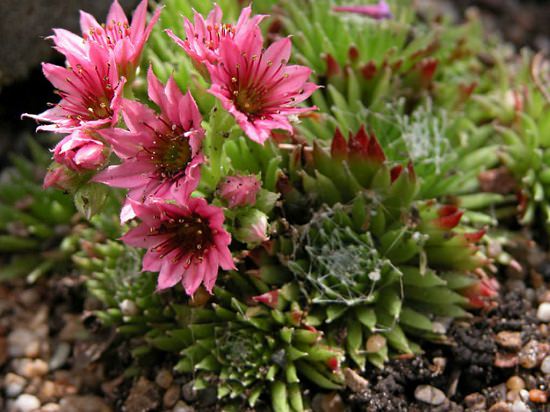 Flowering Succulents 12