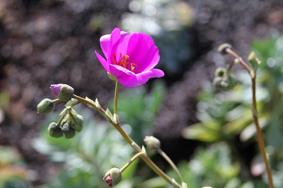 Flowering Succulents 4