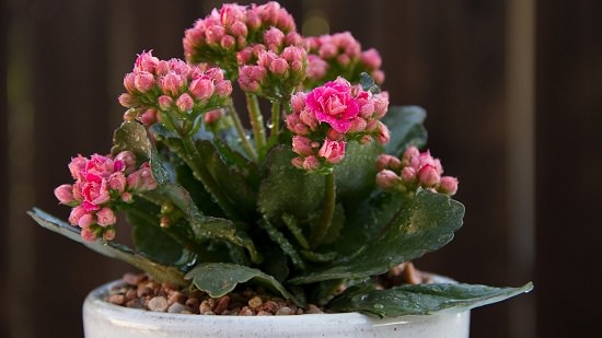 Flowering Succulents 7