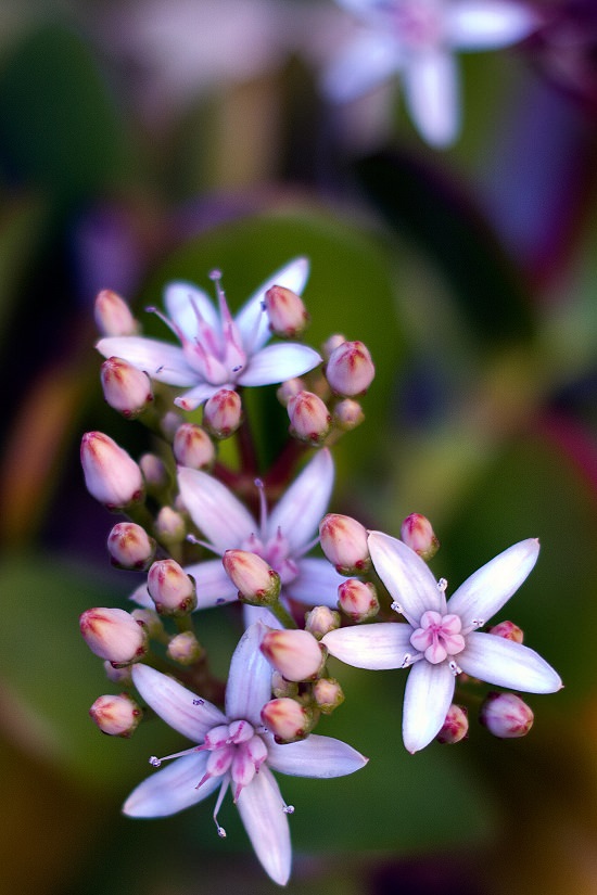 Flowering Succulents 8