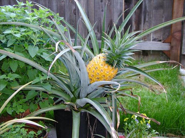 Fruits To Grow In Containers 11