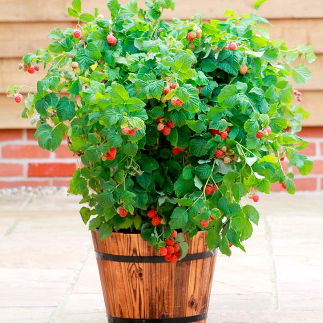 Fruits To Grow In Containers 12